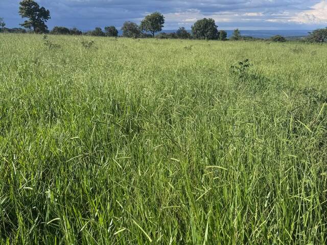#3390 - Fazenda para Venda em Cassilândia - MS - 1