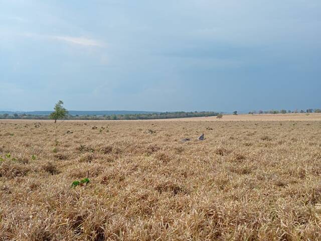 Fazenda para Venda em Pedro Gomes - 5