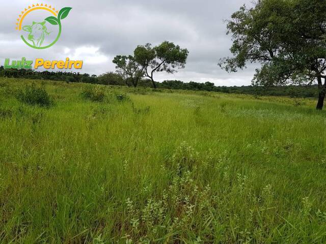 Fazenda para Venda em Centenário - 5