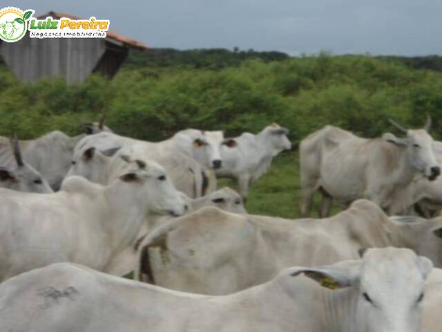Fazenda para Venda em Cuiabá - 5