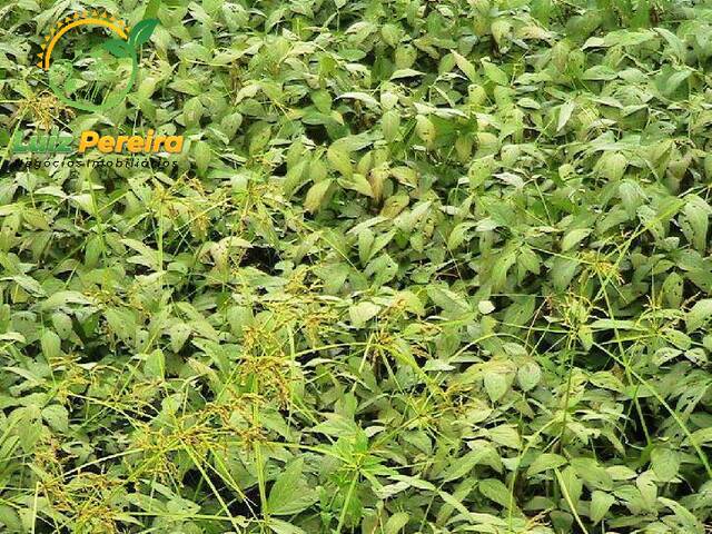 #171 - Fazenda para Venda em Santa Maria do Tocantins - TO - 3