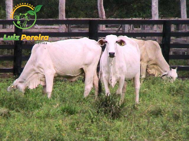 #171 - Fazenda para Venda em Santa Maria do Tocantins - TO - 2