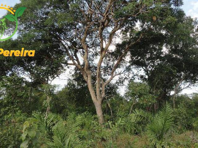 Fazenda para Venda em Rio Sono - 4