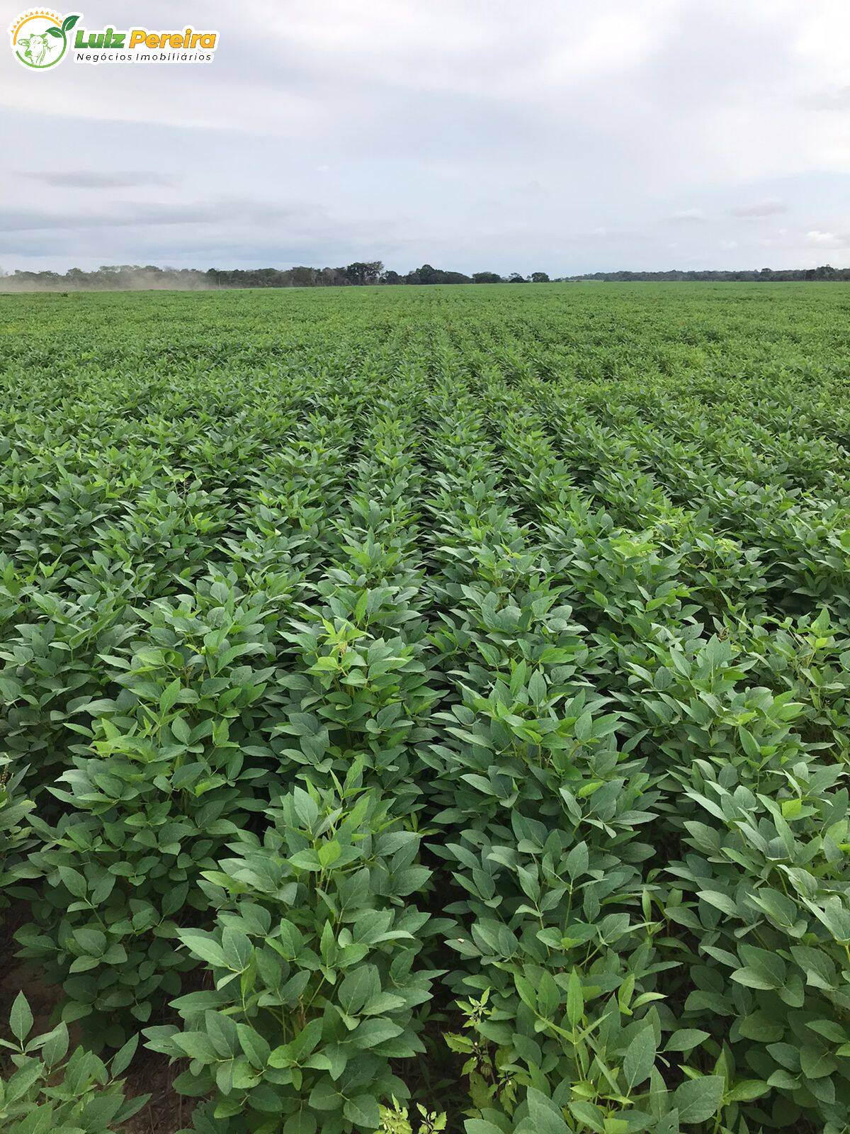 Terreno à venda, 27000000m² - Foto 4