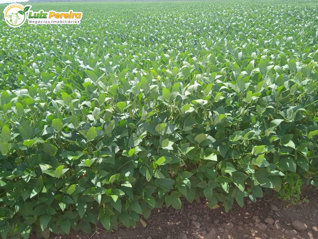 Terreno à venda, 61000000m² - Foto 4