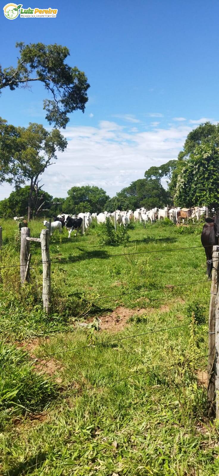 Fazenda-Sítio-Chácara, 80 hectares - Foto 2