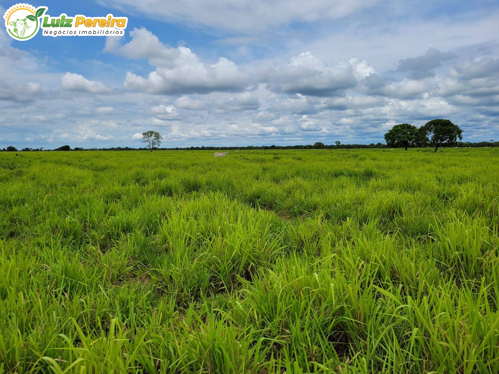 Terreno à venda, 61350000m² - Foto 8