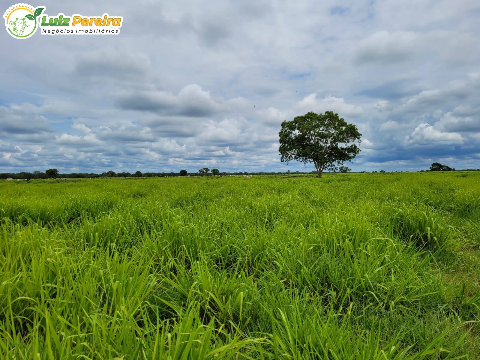 Terreno à venda, 61350000m² - Foto 6