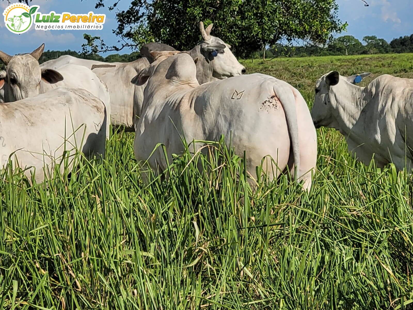 Fazenda-Sítio-Chácara, 6135 hectares - Foto 1