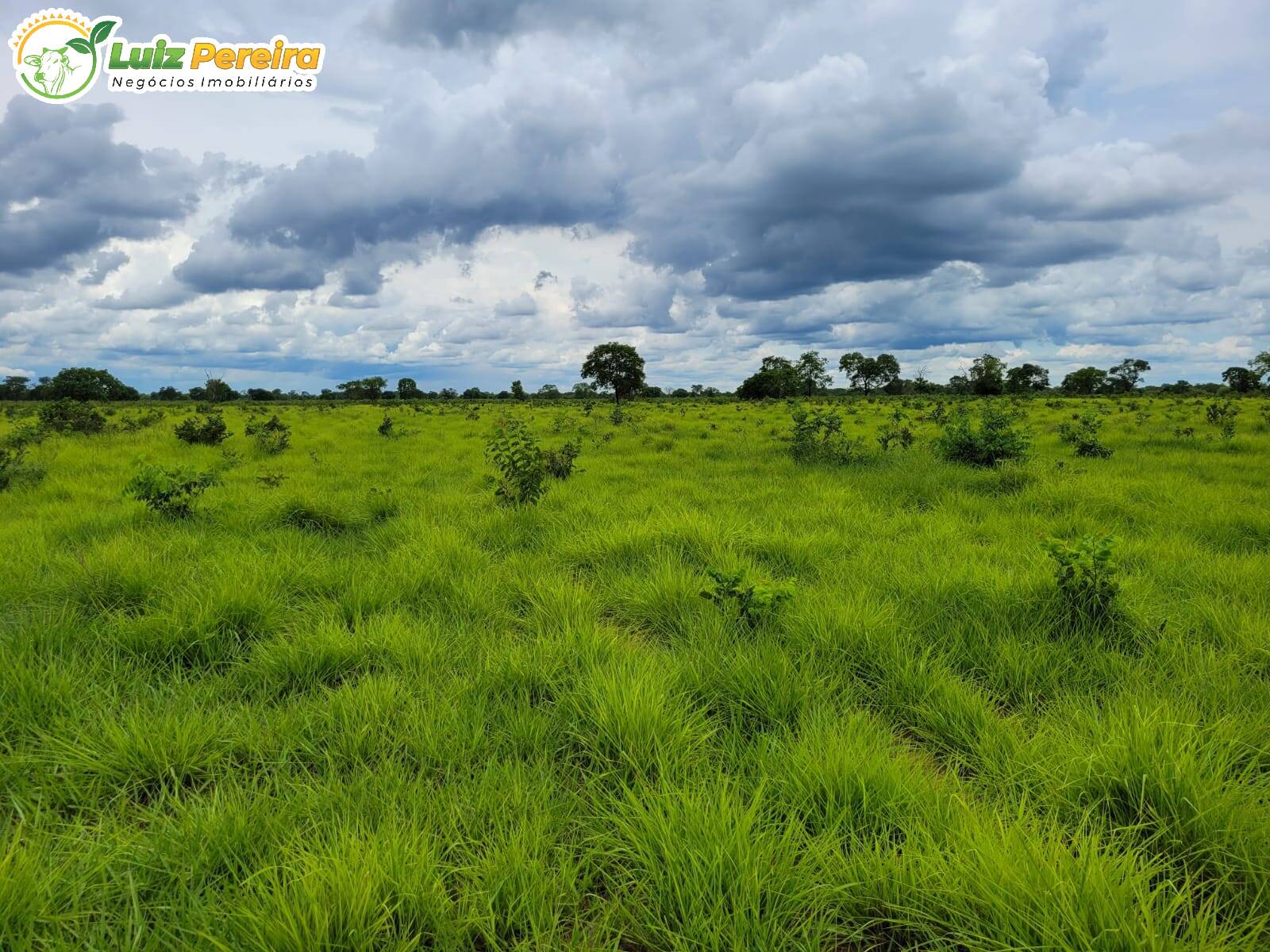 Fazenda-Sítio-Chácara, 6135 hectares - Foto 4