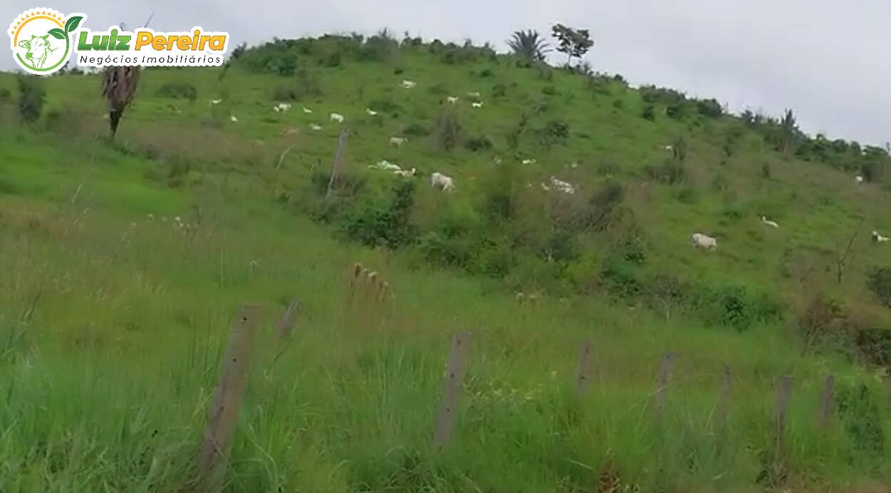 Fazenda-Sítio-Chácara, 494 hectares - Foto 3