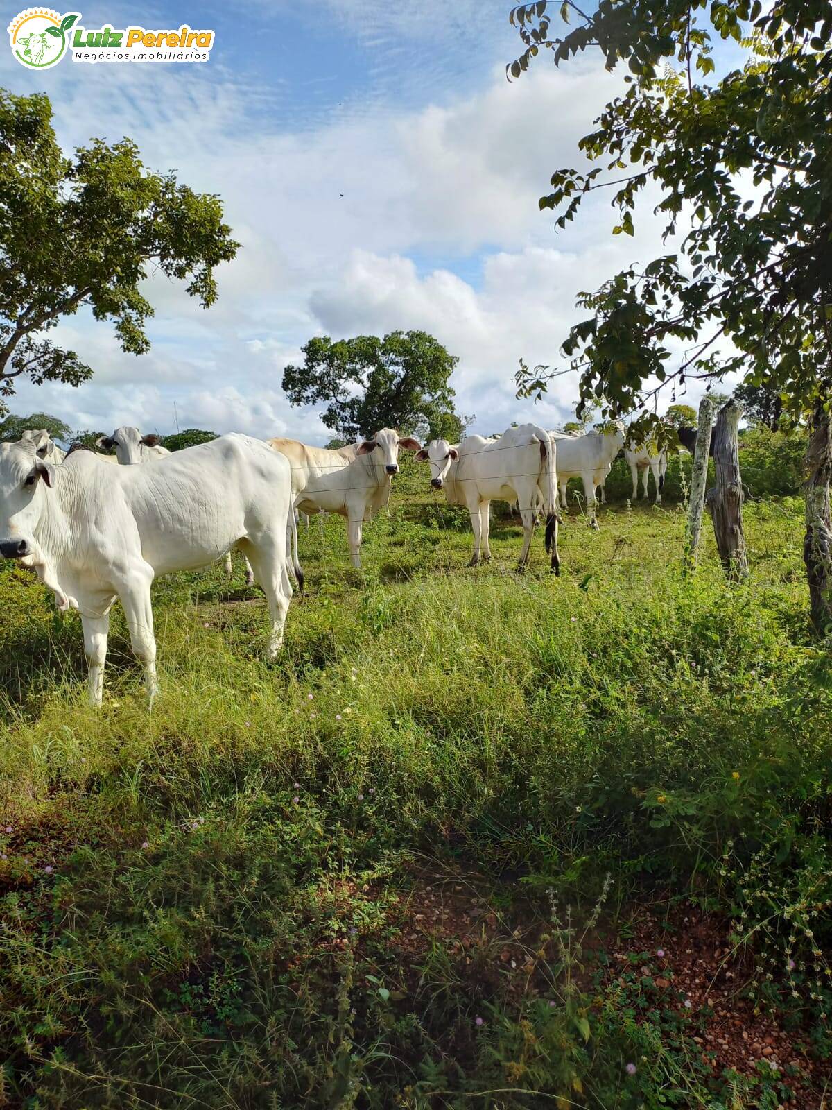 Terreno à venda, 3870000m² - Foto 1