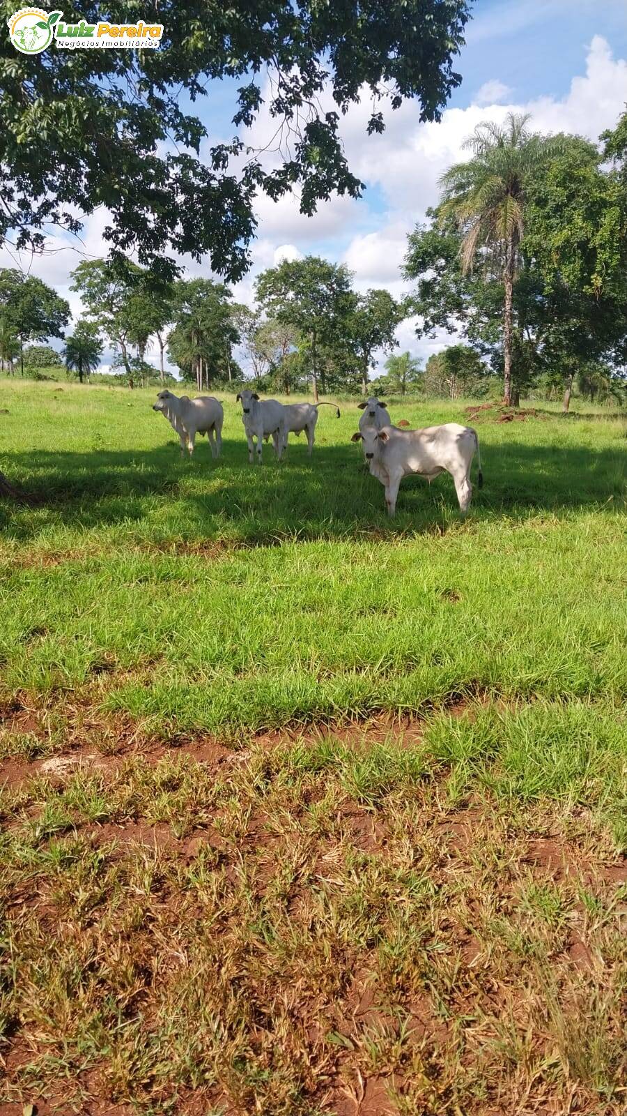 Terreno à venda, 68700000m² - Foto 1