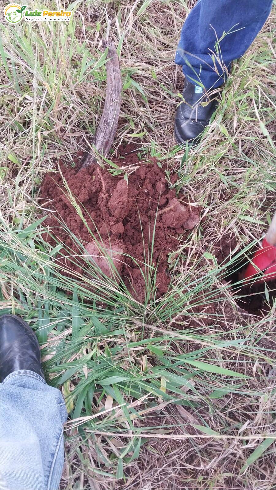 Terreno à venda, 68700000m² - Foto 14