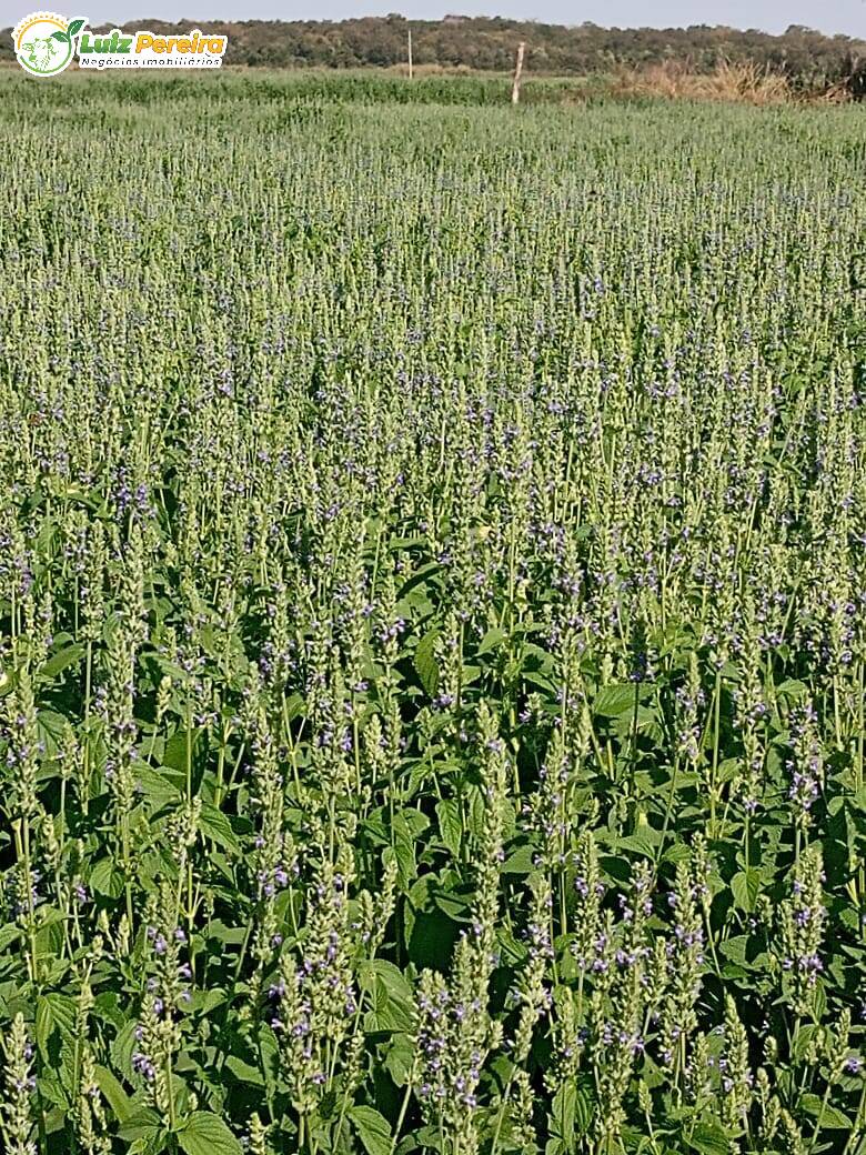 Terreno à venda, 18000000m² - Foto 5