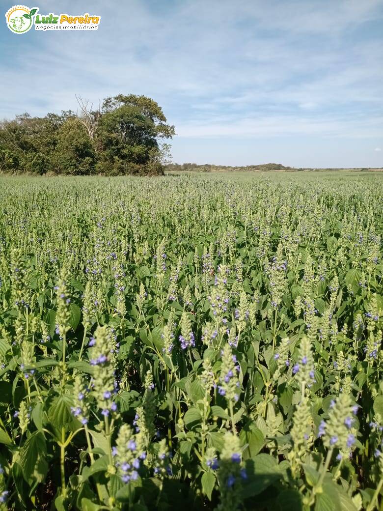 Terreno à venda, 18000000m² - Foto 7