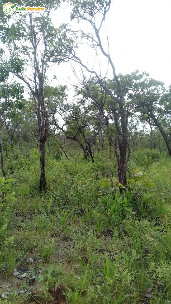 Terreno, 399 hectares - Foto 2