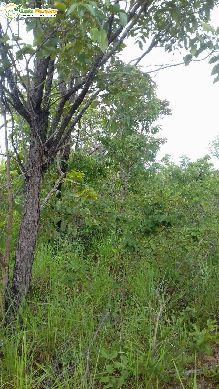 Terreno, 399 hectares - Foto 3