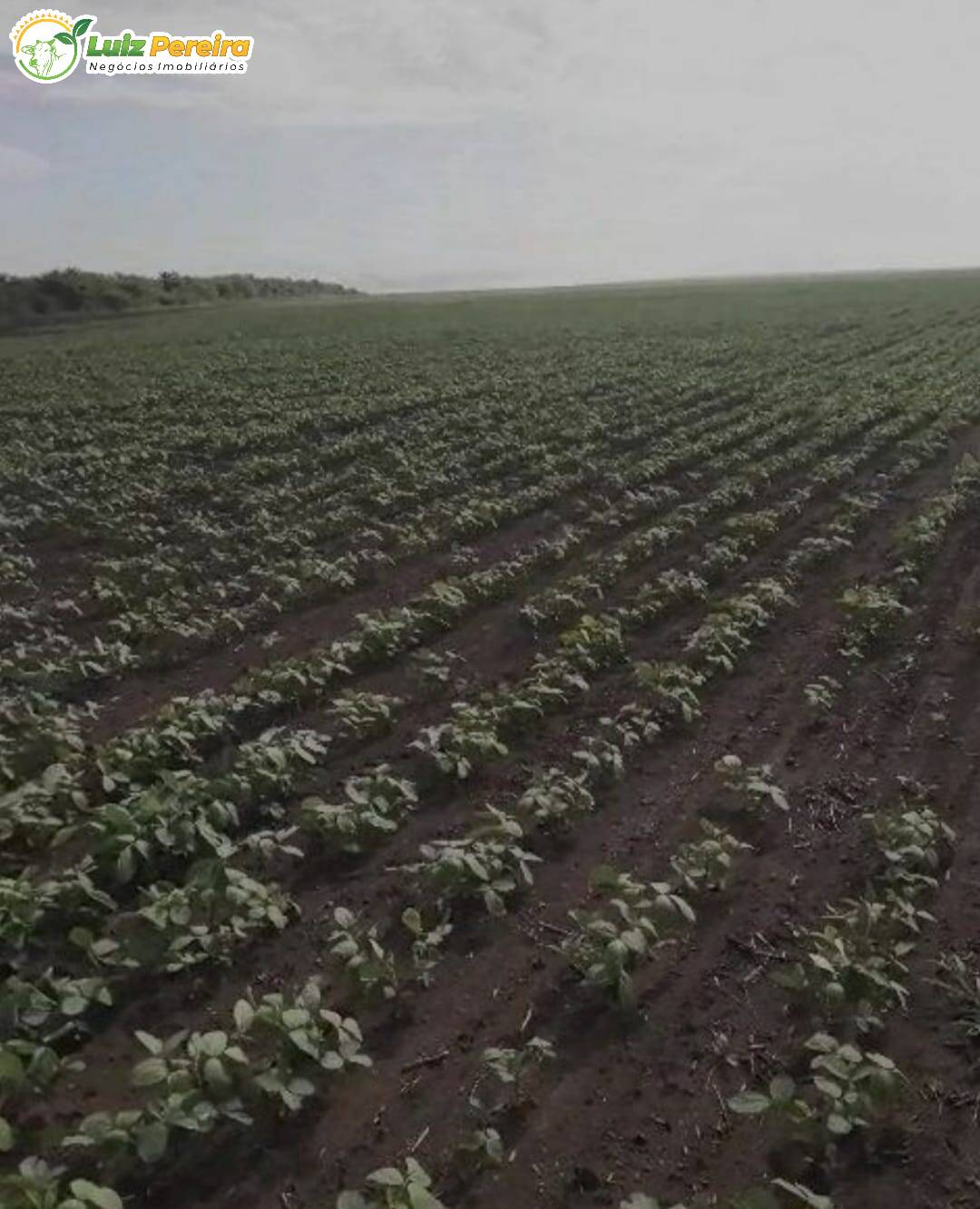 Terreno, 910 hectares - Foto 10