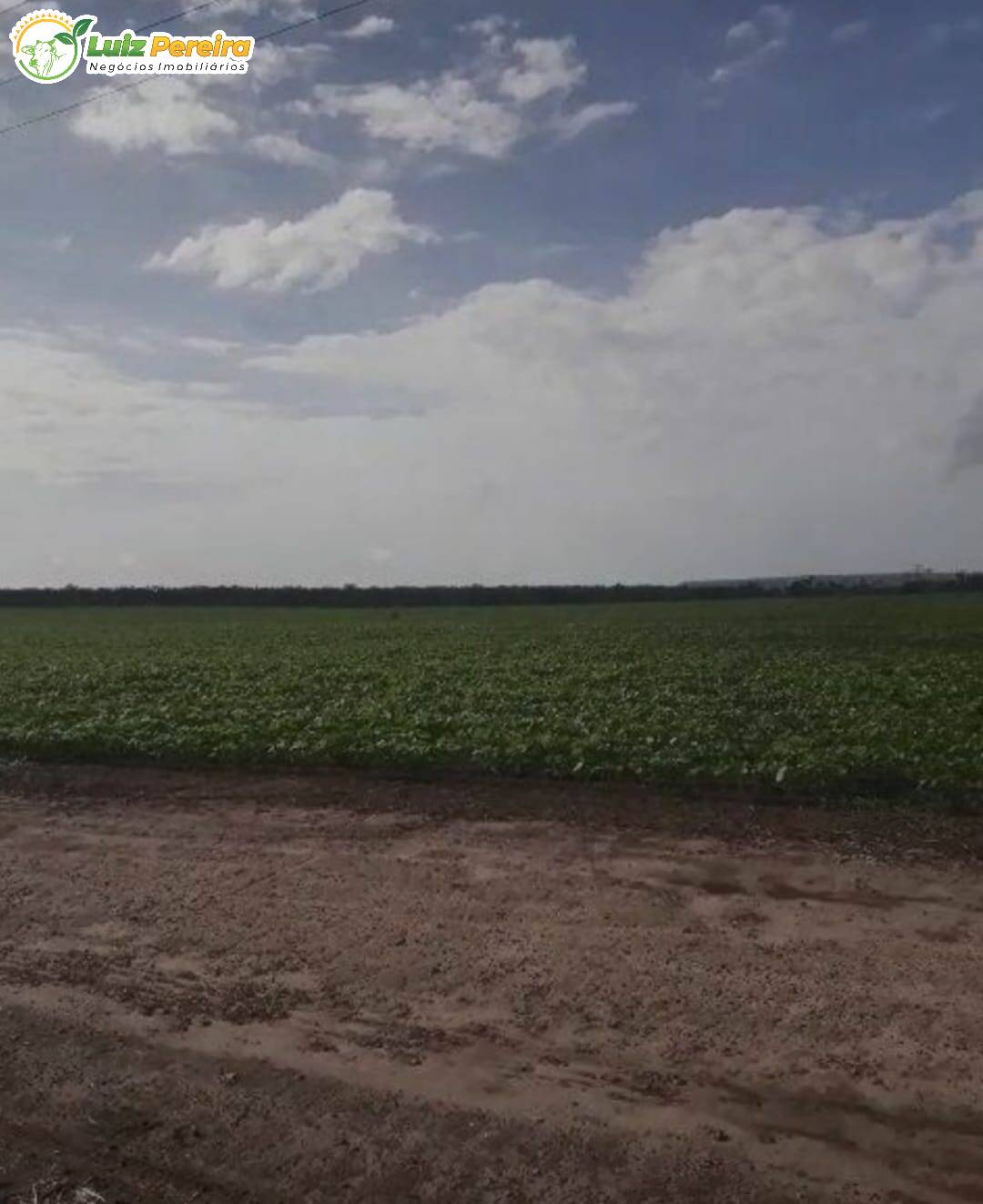 Terreno, 910 hectares - Foto 9