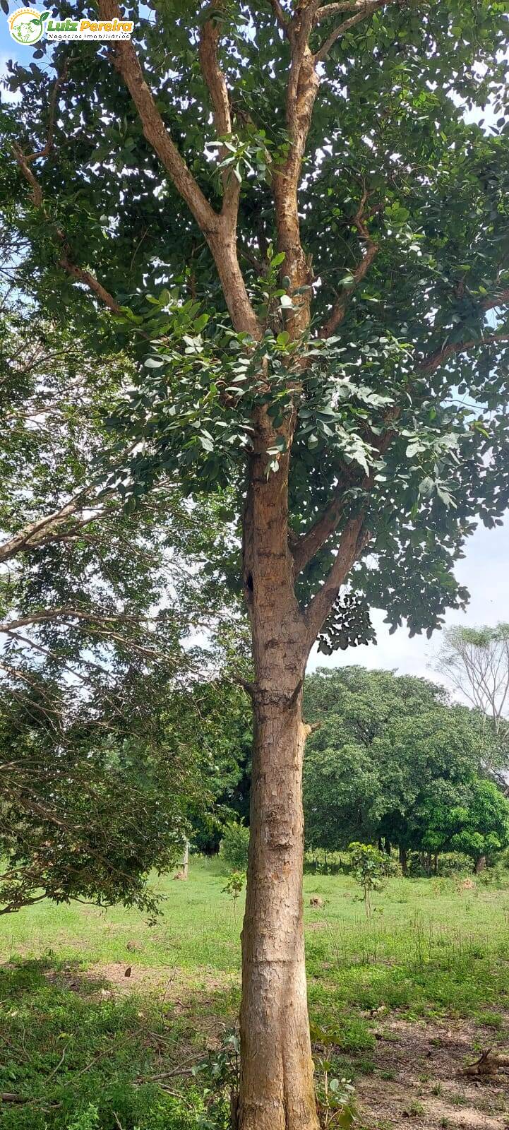 Terreno à venda, 150m² - Foto 8