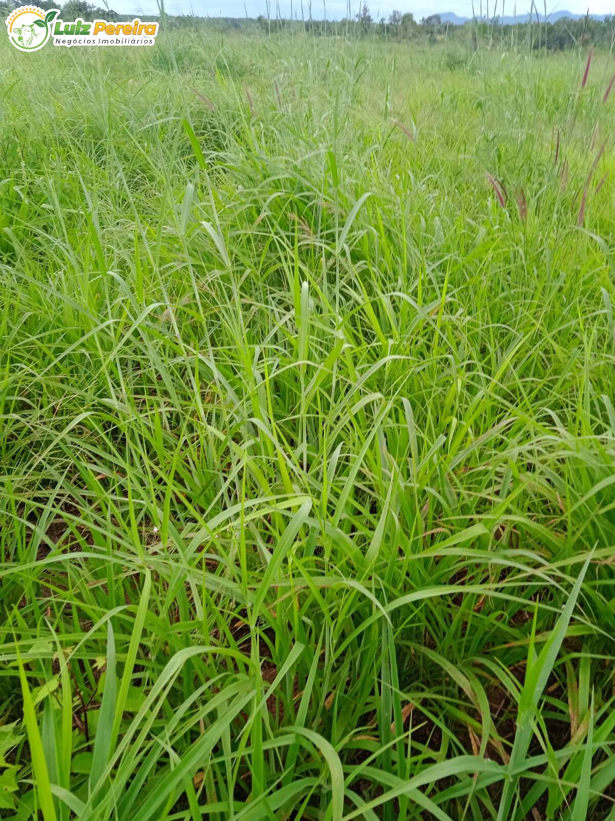 Terreno à venda, 5324000m² - Foto 4