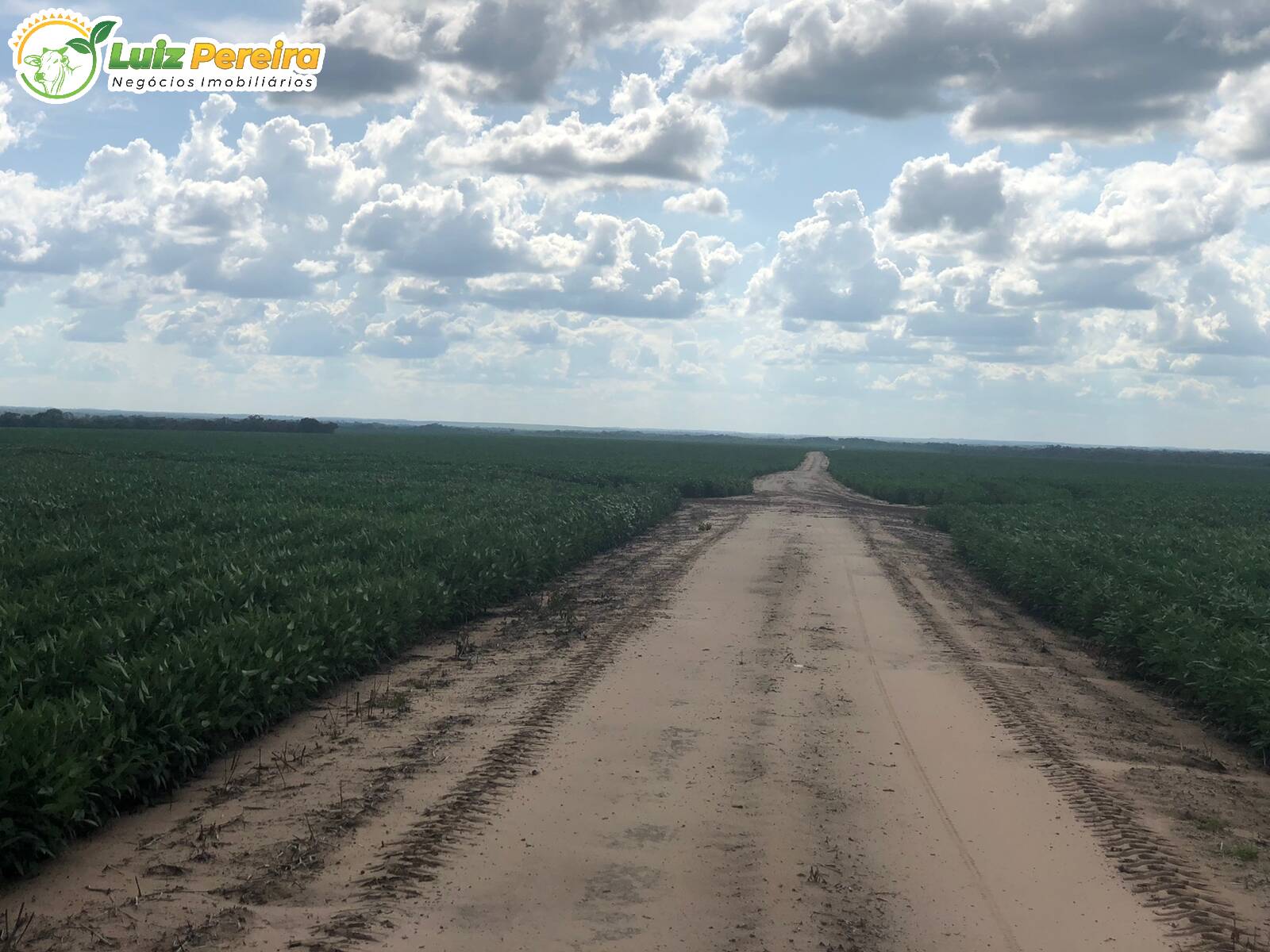 Terreno à venda, 8000m² - Foto 7