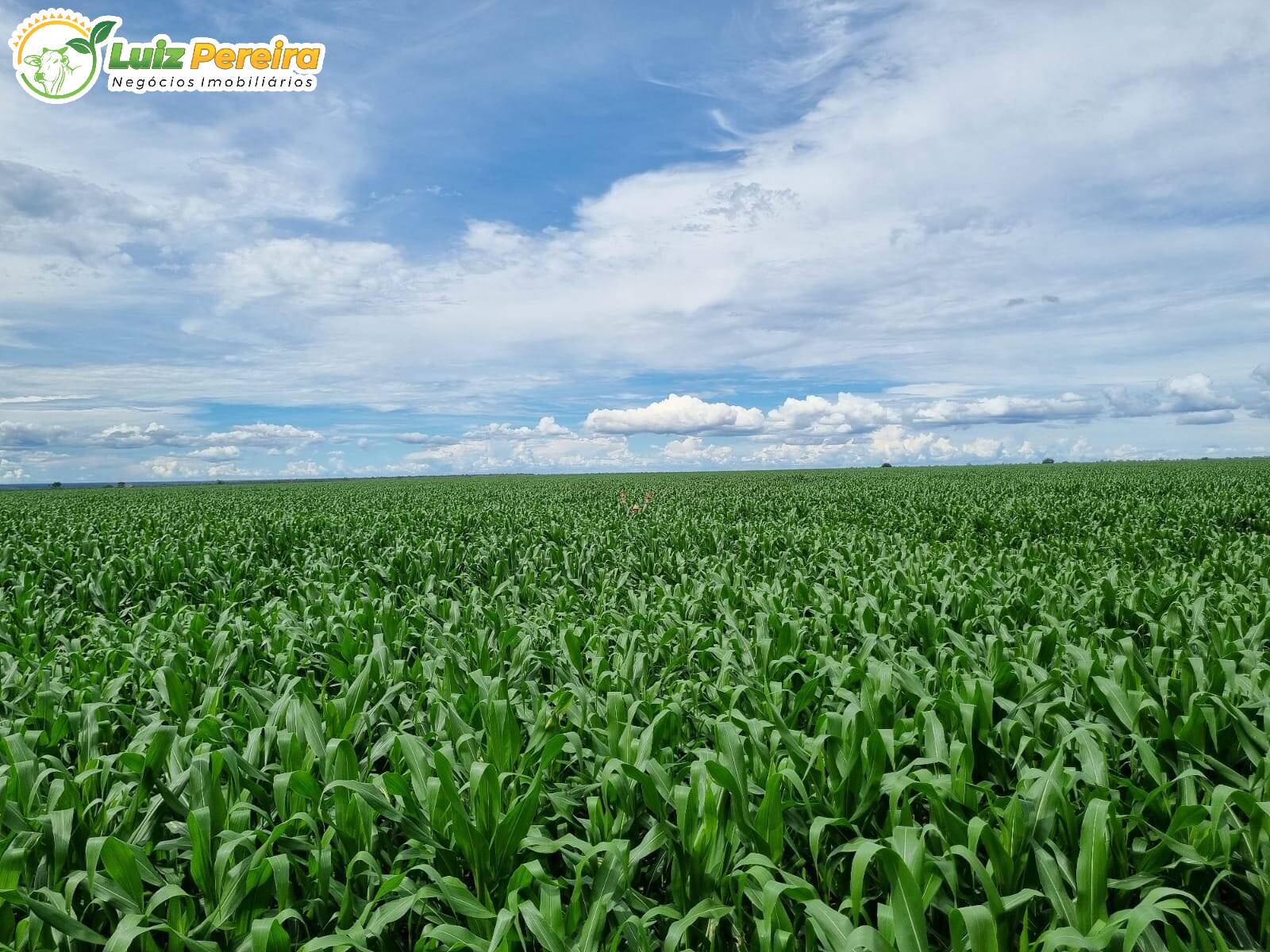 Terreno à venda, 8000m² - Foto 1