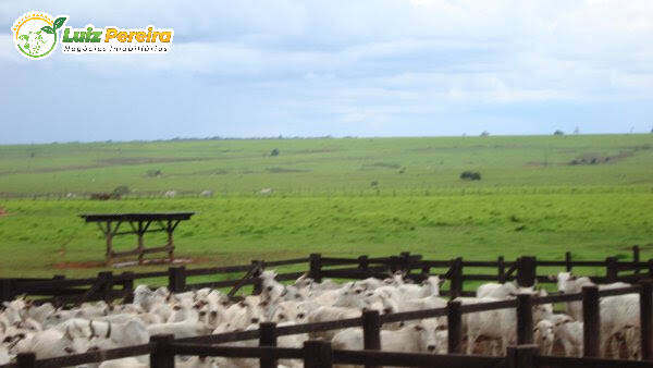 Terreno, 10 hectares - Foto 4