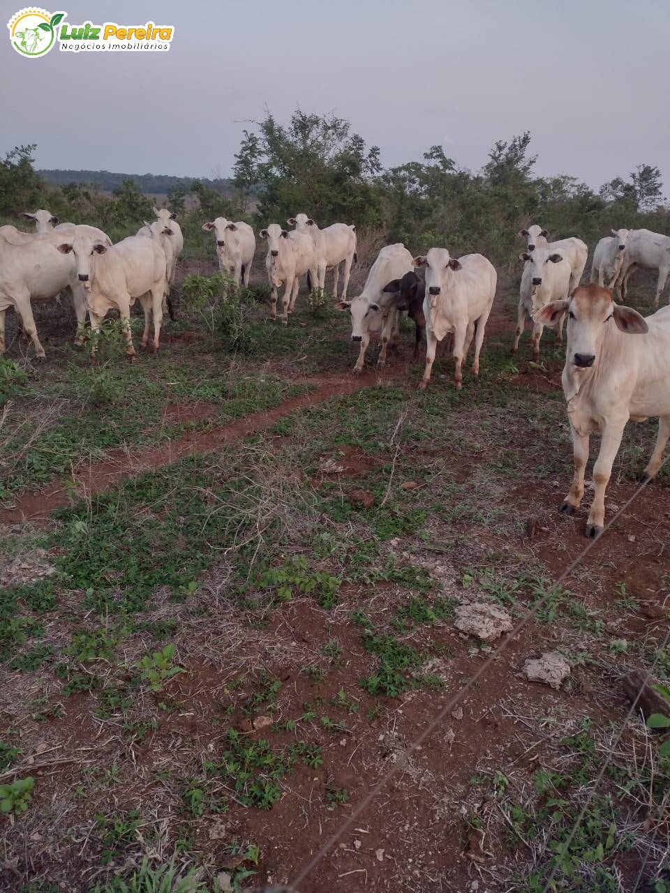 Terreno, 646 m² - Foto 15