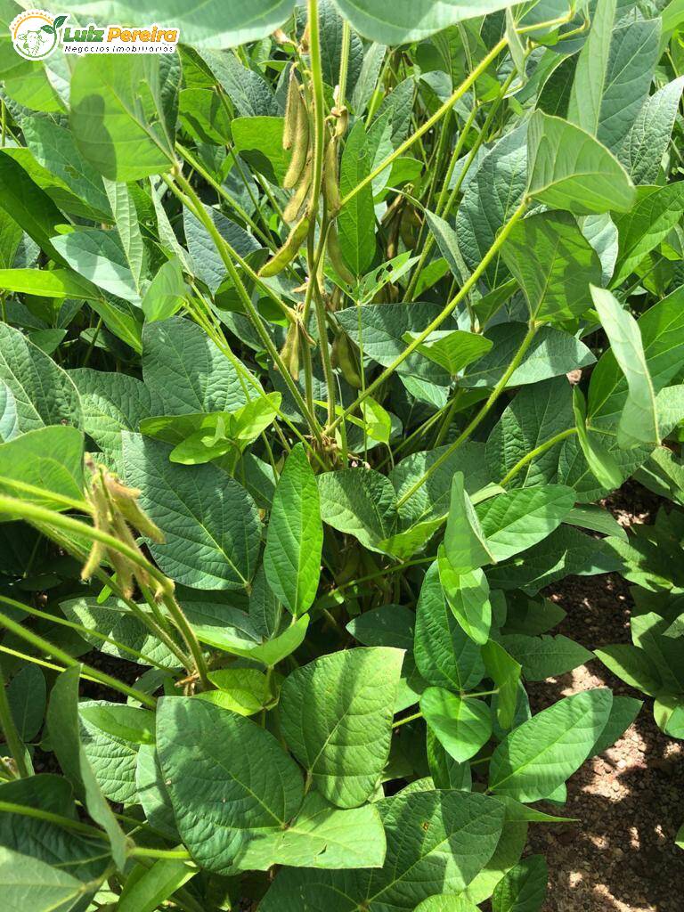 Terreno, 4117 m² - Foto 2