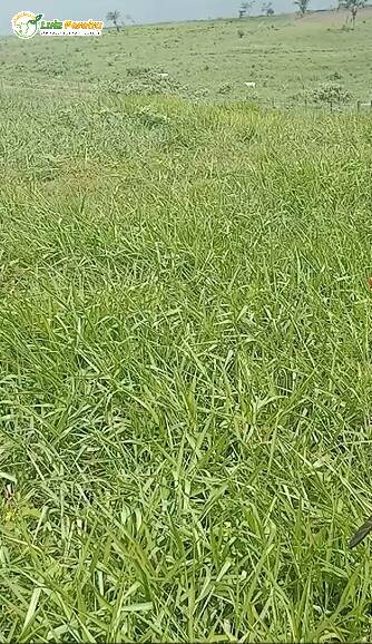 Terreno, 871 m² - Foto 3