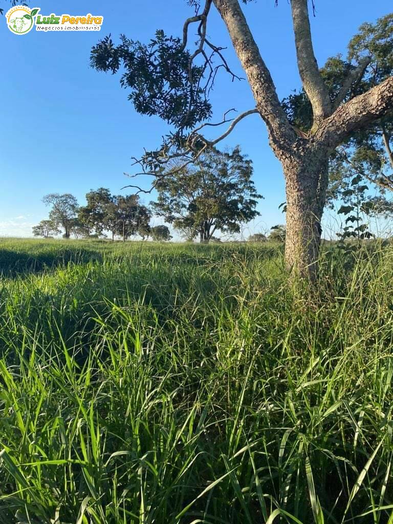 Terreno, 242 m² - Foto 5