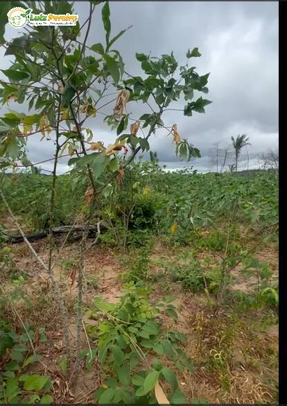 Terreno à venda, 700m² - Foto 3