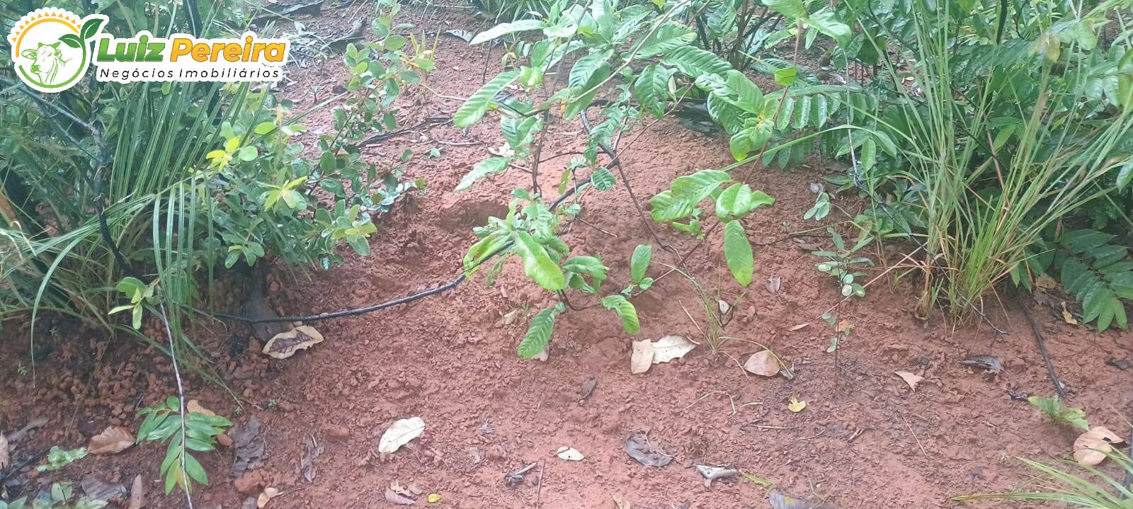 Terreno à venda - Foto 13
