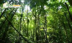 Terreno, 3 hectares - Foto 7