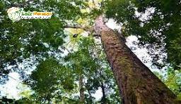 Terreno, 3 hectares - Foto 2