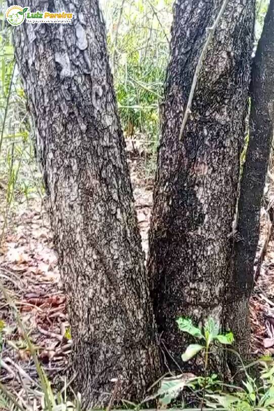 Terreno, 373 m² - Foto 1