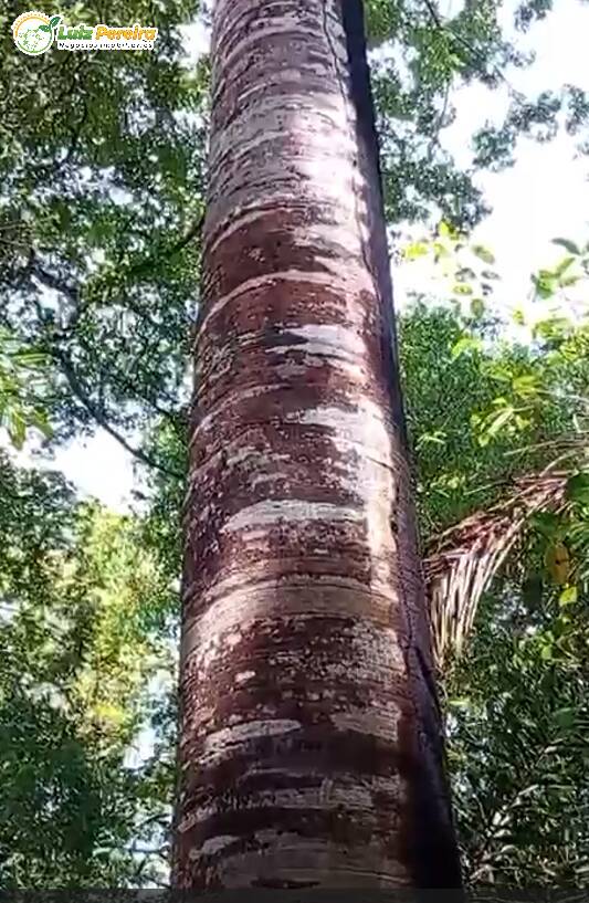 Terreno, 373 m² - Foto 2