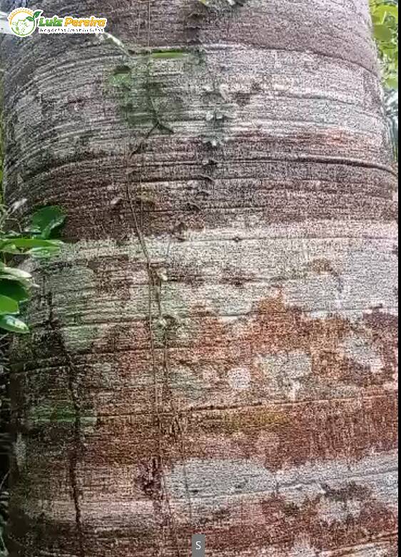 Terreno, 373 m² - Foto 5