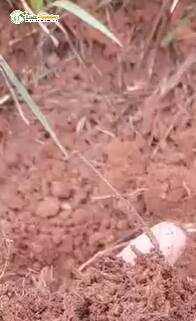 Terreno, 4777 m² - Foto 11