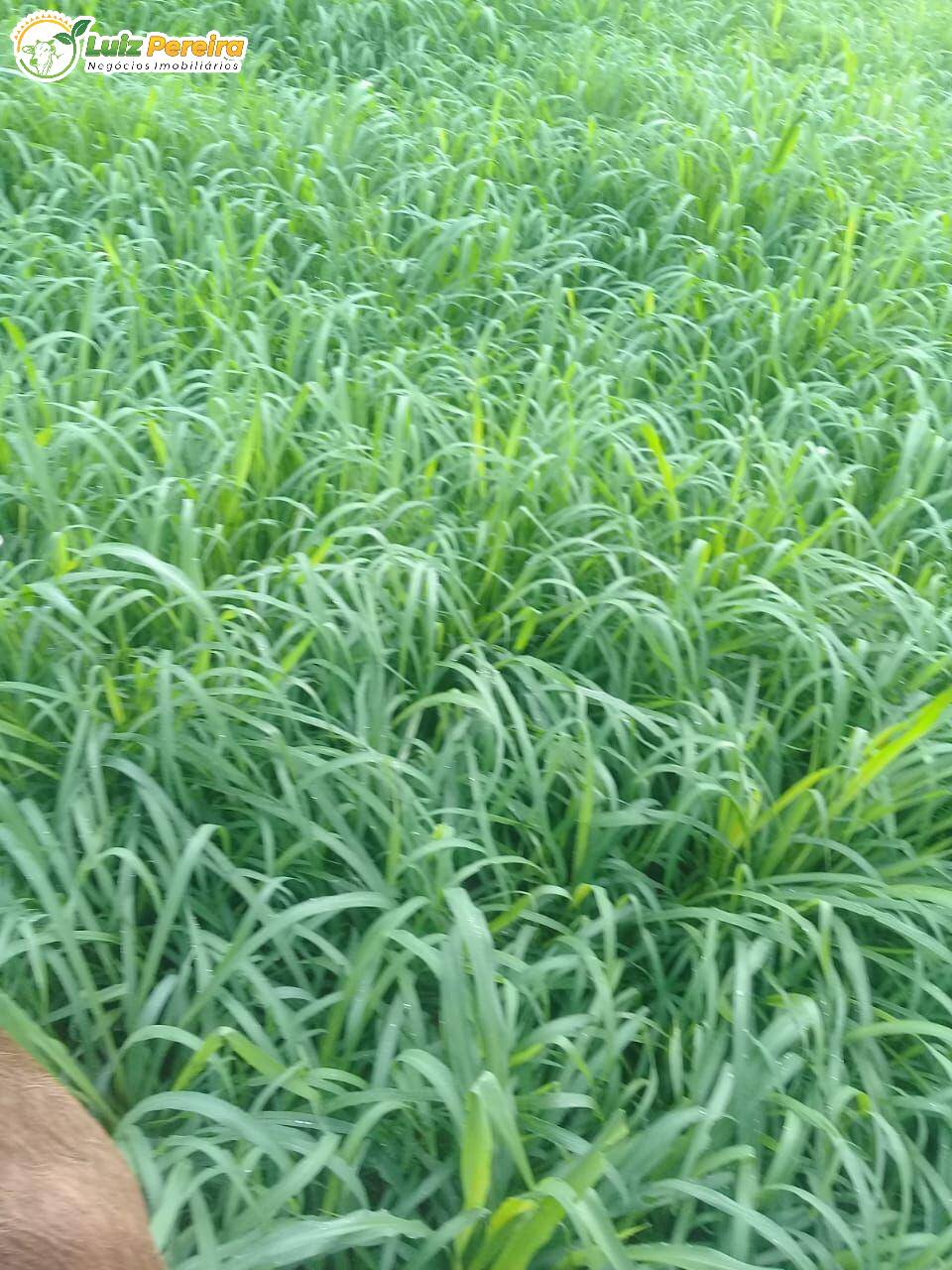 Terreno, 1161 m² - Foto 11