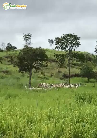 Terreno, 1161 m² - Foto 4