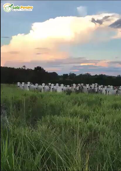 Terreno, 1161 m² - Foto 5