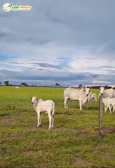 Terreno, 4300 m² - Foto 4