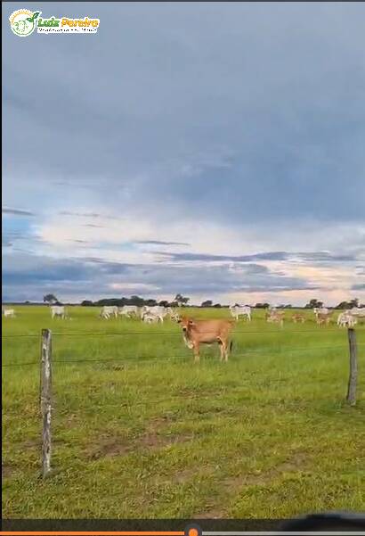 Terreno, 4300 m² - Foto 3