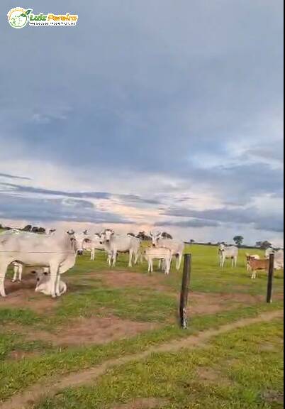 Terreno, 4300 m² - Foto 1