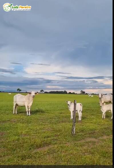 Terreno, 4300 m² - Foto 2