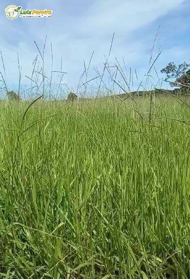 Terreno, 6660 m² - Foto 3