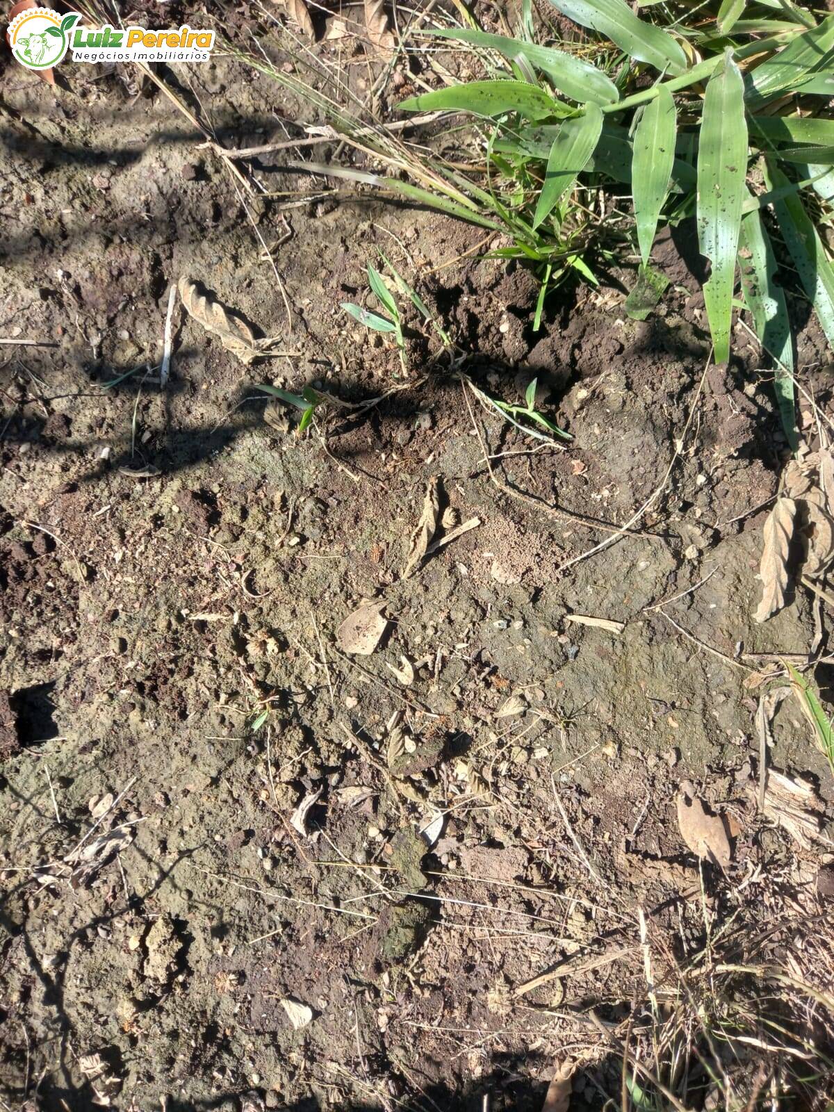 Terreno à venda, 300m² - Foto 8